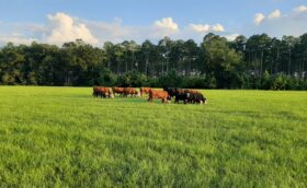 Cattle grazing at Still Waters Farms – 2022